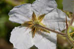 Sticky nightshade